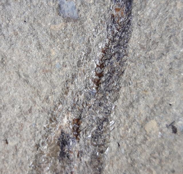 Leptolepis bronni AGASSIZ 1833 - Bild © FossNet FossilienStore